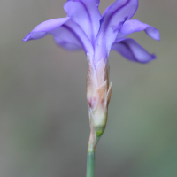 aphyllanthes_monspeliensis5bd (Aphyllanthes monspeliensis)