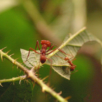 Atta cephalotes (Fourmi champignonniste, Fourmi coupeuse de feuilles)
