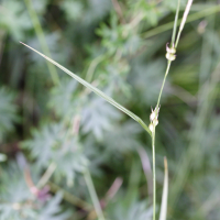 Carex depauperata (Laîche appauvrie)