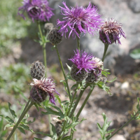 centaurea_alpestris2bd (Centaurea alpestris)