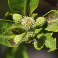 conocarpus_erectus5md (Conocarpus erectus)