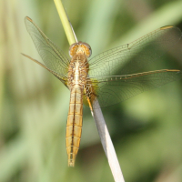 crocothemis_erythraea4md (Crocothemis erythraea)