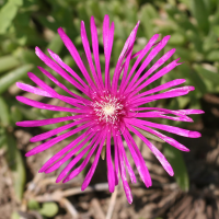 delosperma_cooperi3md (Delosperma cooperi)