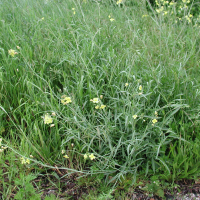 Diplotaxis tenuifolia (Roquette sauvage)
