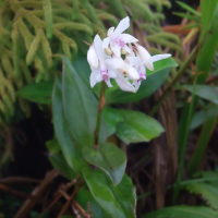 epidendrum_patens2sd (Epidendrum patens)