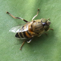 eristalinus_taeniops1bd (Eristalinus taeniops)