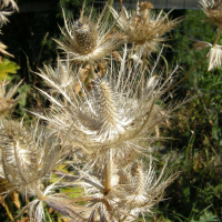 eryngium_alpinum5md (Eryngium alpinum)