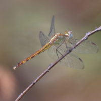 erythrodiplax_umbrata5bd (Erythrodiplax umbrata)