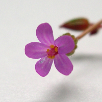 geranium_purpureum1bmd