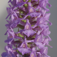 Gymnadenia_conopsea