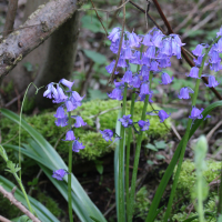 Hyacinthoides_non-scripta ssp. massartiana