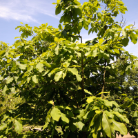 Magnolia tripetala (Magnolia parasol)