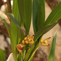 Maxillaria molitor (Maxillaria)