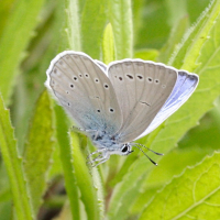 Meleageria daphnis (Azuré de l'orobe)