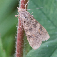 nomophila_noctuella2bd