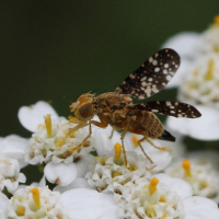 Oxyna flavipennis (Oxyne des achillées)