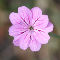 Petrorhagia dubia (Petrorhagie, Œillet)