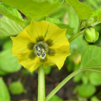 physalis_peruviana3md