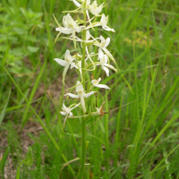 Platanthera bifolia (Platanthère)