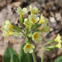 primula_elatior2md