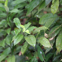 Psychotria urbaniana (Graine bleue, Ipéca bâtard)