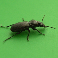 pterostichus_madidus3md