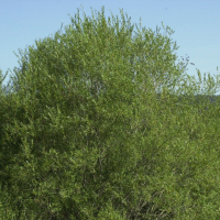 Salix purpurea (Saule pourpre)