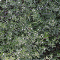 Salpichroa origanifolia (Muguet des pampas, Oeuf-de-coq)