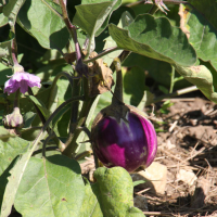 solanum_melongena4bd (Solanum melongena)