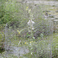 Tephroseris palustris (Cinéraire des marais, Séneçon des marais)