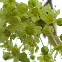 acer_platanoides3md (Acer platanoides)