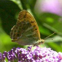 argynnis_paphia5md (Argynnis paphia)