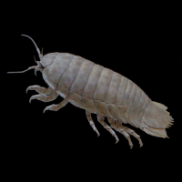 Bathynomus giganteus (Isopode géant)