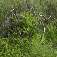 beta_maritima2md (Beta vulgaris ssp. maritima)