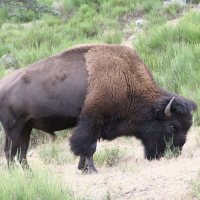 bison_bison2md