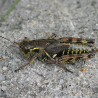 bohemanella_frigida2bd (Bohemanella frigida)