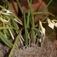 Brassavola nodosa (Brassavola)