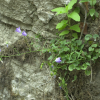 Campanula rotundifolia (Clochette)