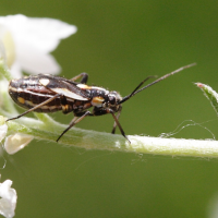 capsodes_sulcatus3md (Capsodes sulcatus)