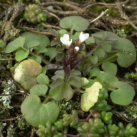 cardamine_hirsuta4md (Cardamine hirsuta)