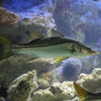 Centropomus undecimalis (Brochet de mer)