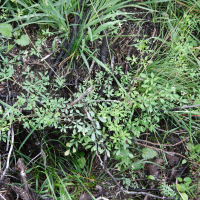 Ceratocapnos claviculata (Corydale à vrilles)
