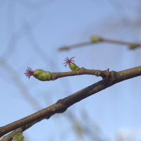 corylus_avellana4amd (Corylus avellana)