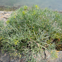 crithmum_maritimum1cmd (Crithmum maritimum)