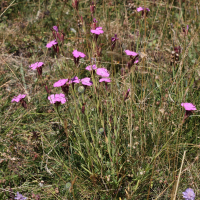 dianthus_seguieri_pseudocollinus4md (Dianthus seguieri ssp. pseudocollinus)