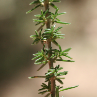 erica_cinerea4md (Erica cinerea)