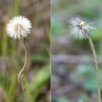 hieracium_pilosella5bd