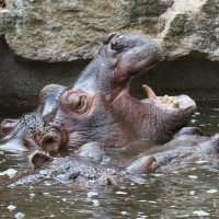 hippopotamus_amphibiusbd