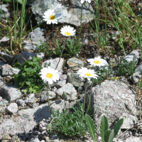 Leucanthemopsis alpina (Marguerite des Alpes)