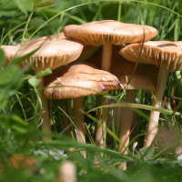 marasmius_oreades3md